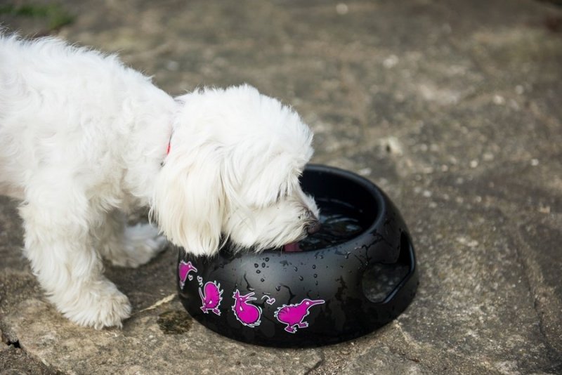 Kiwi Walker BLACK BOWL miska pomarańczowa