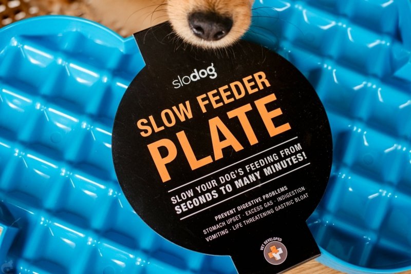 Miska spowalniająca jedzenie SLODOG® turkusowa