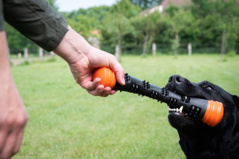 DOG COMETS METEOR patyk do zabawy rozmiar S pomarańczowy