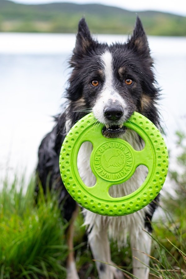 Kiwi Walker Let's Play! FRISBEE Mini różowe