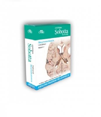 Anatomia Sobotta Flashcards Neuroanatomia.