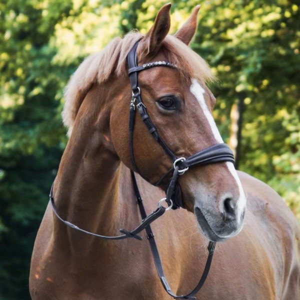 Ogłowie bezwędzidłowe Kavalkade CROSS LIGHT - brązowe