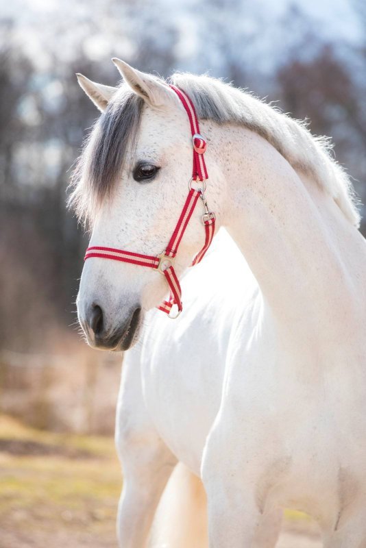Kantar dla konia Hippo, bordowy/beżowy, Covalliero