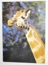 ŻYRAFA, GIRAFFA CAMELOPARDALIS FOT. STACHURSKI