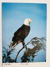 BALD EAGLE (HALIAEETUS LEUCOCEPHALUS), B. C. CANADA