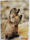 ZWIERZĘTA TATR. ŚWISTAK MARMOTA FOT. MIHAL