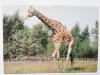 ŻYRAFA (GIRAFFA CAMELOPARDALIS) FOT. RACZKOWSKA
