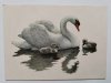 ŁABĘDŹ NIEMY – CYGNUS OLOR GM PROJ. DESSELBERGER