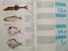 ENCYKLOPEDIA RYB MORSKICH - Stanisław Rutkiewicz