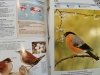 ENCYKLOPEDIA ZWIERZĄT OD A DO Z. 6 SEGREGATORÓW