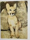 MŁODA PUMA