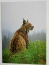 ZWIERZĘTA TATR. RYŚ FELIS LYNX FOT. MIHAL
