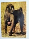CHACMA BABOON. SOUTHERN AFRICA