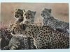 CHEETAH WITH 3 CUBS. SERENGETI NATIONAL PARK