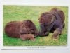 YOUNG ELEPHANTS. THAILAND FOT. PINIT SRIMUANGKAO