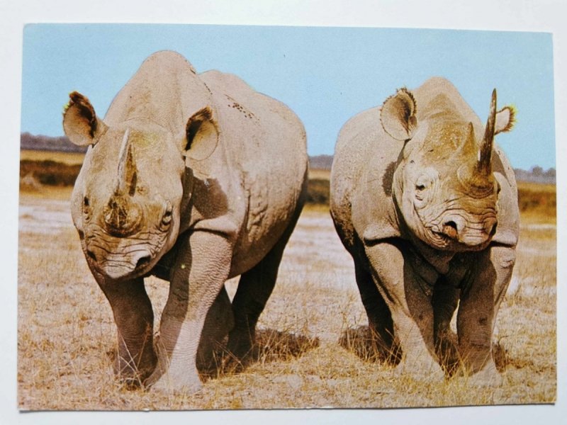AFRICAN WILD LIFE. RHINOCEROS
