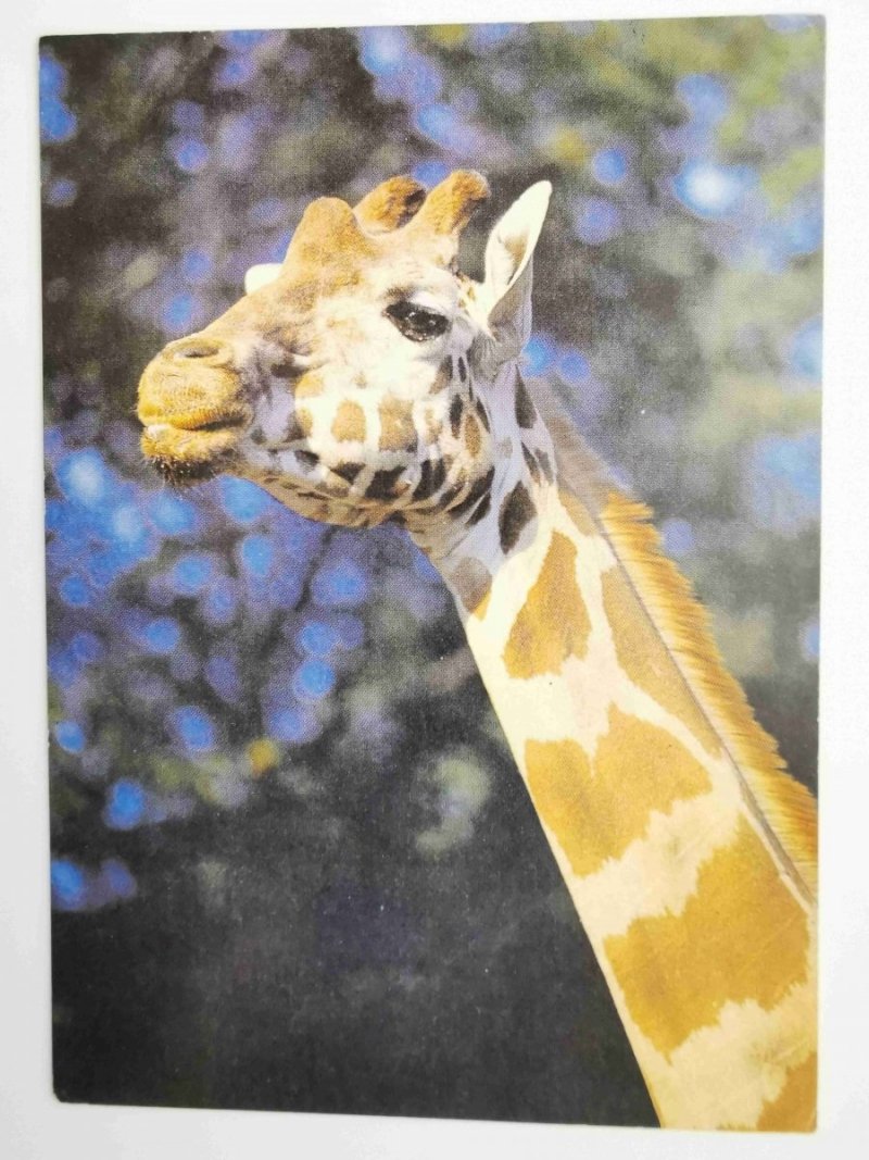 ŻYRAFA, GIRAFFA CAMELOPARDALIS FOT. STACHURSKI