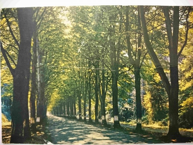 VIAREGGIO. VIALE DEI TIGLI – TORRE DEL LAGO
