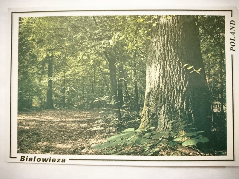 BIAŁOWIEŻA. POLAND FOT. MAREK WAŚKIEL