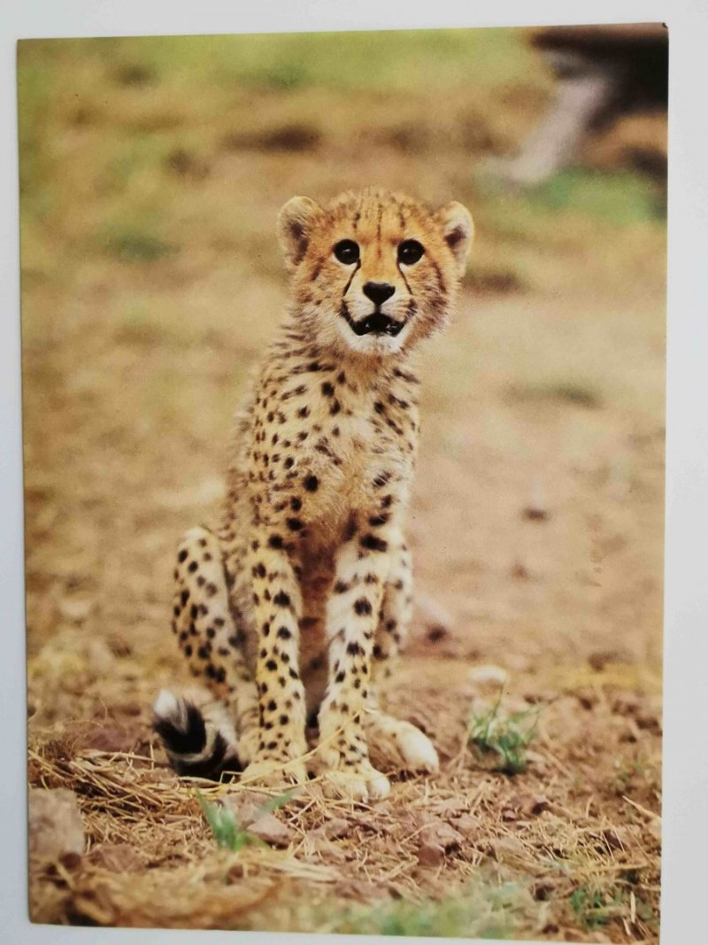 MŁODY GEPARD (ACINONYX JUBATUS)