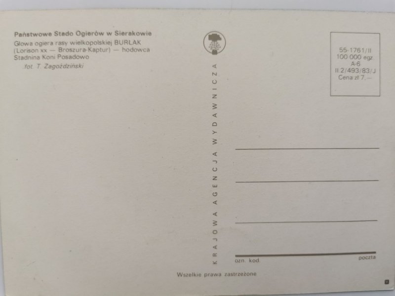 PAŃSTWOWE STADO OGIERÓW W SIERAKOWIE. GŁOWA OGIERA RASY WIELKOPOLSKIEJ BURŁAK