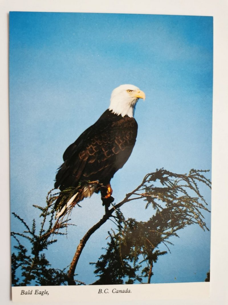 BALD EAGLE (HALIAEETUS LEUCOCEPHALUS), B. C. CANADA