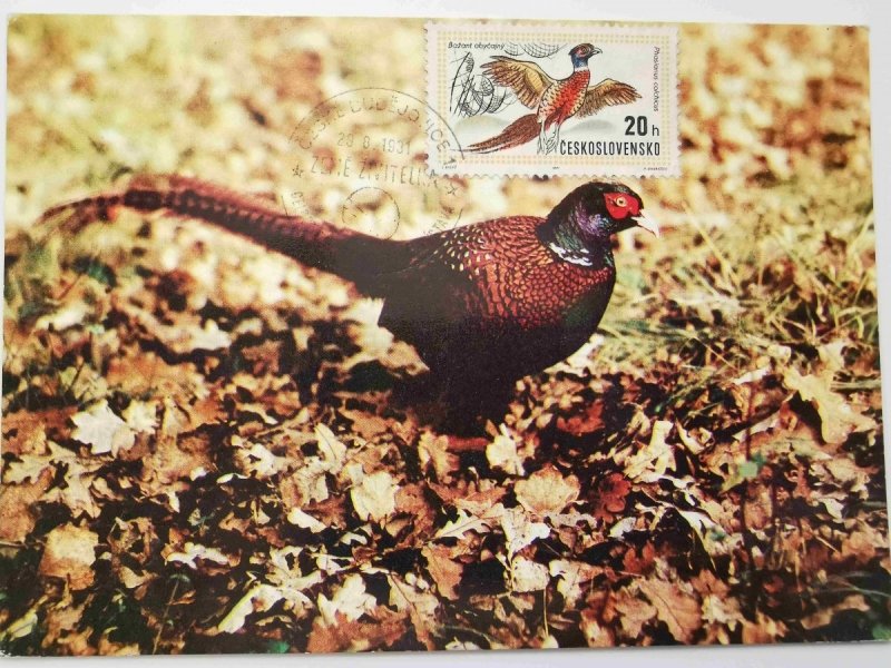 BAŻANT OBECNY (PHASIANUS COLCHICUS)