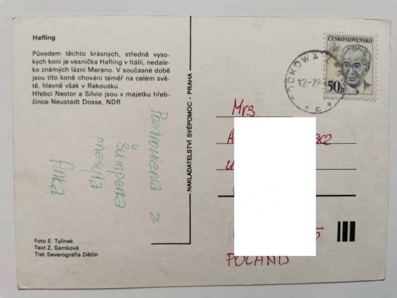 HAFLING. DWA KONIE CIEMNOBRĄZOWE Z BUJNĄ GRZYWĄ FOT. TYLINEK