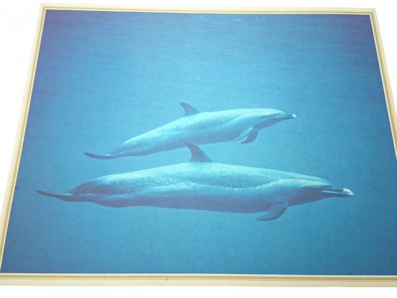 PLAKAT 30.5x24 DELFINY - PARA