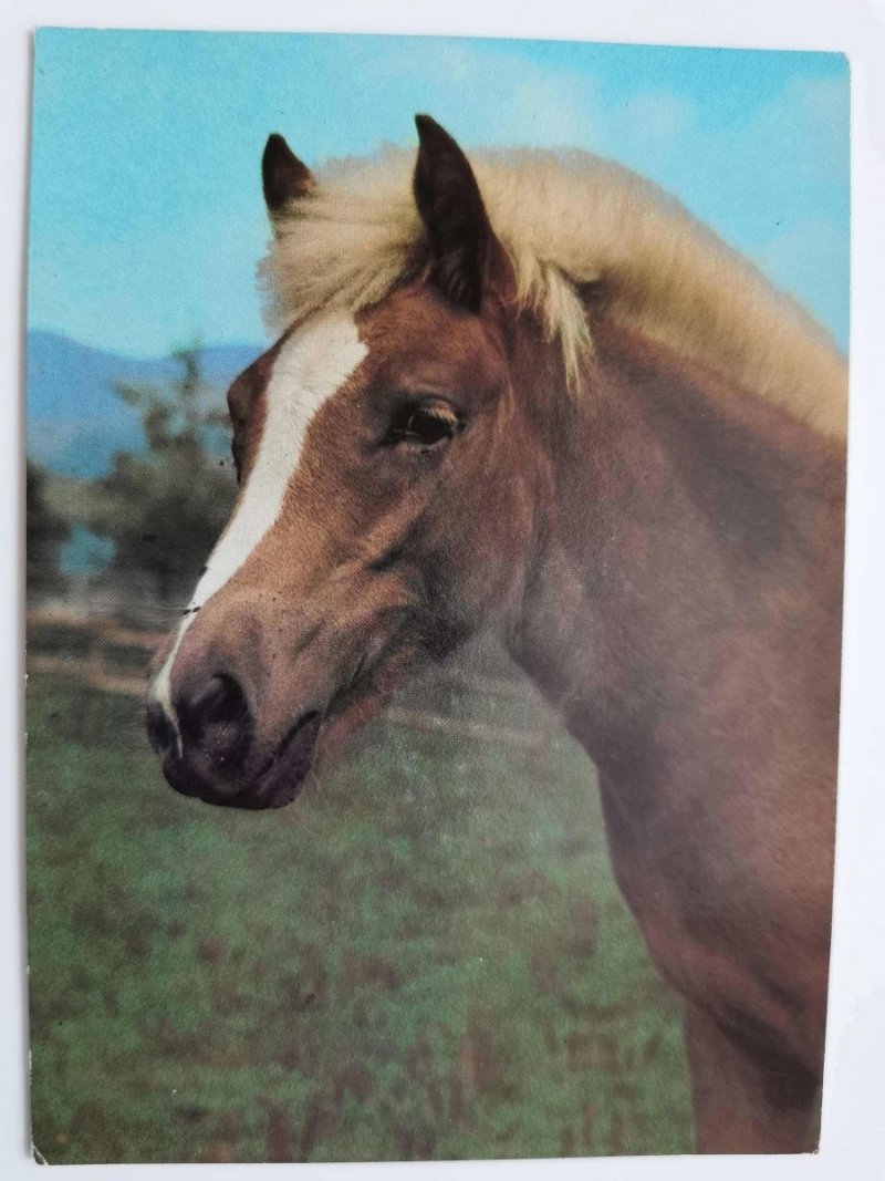 HAFLINGER FOT. TYLINEK