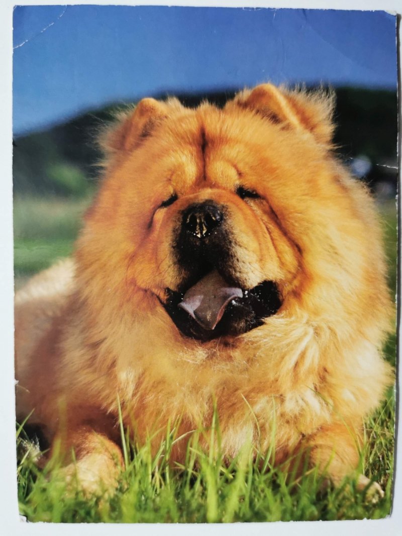 RUDY PIESEK CHOW CHOW