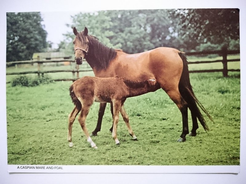 A CASPIAN MARE AND FOAL