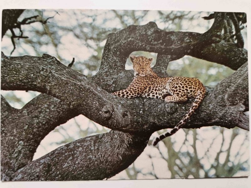 LEOPARD IN TREE. SERENGETI NATIONAL PARK, TANZANIA FOT. LAWICK