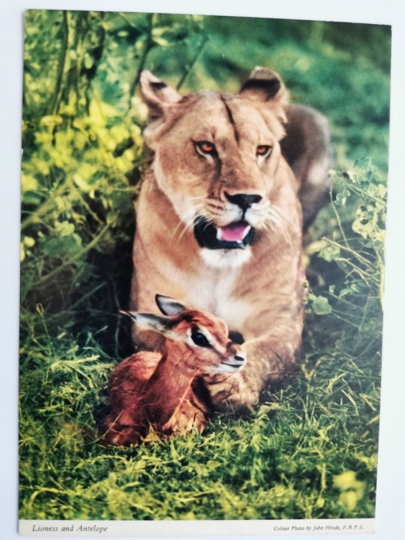 LIONESS AND ANTELOPE FOT. JOHN HINDE