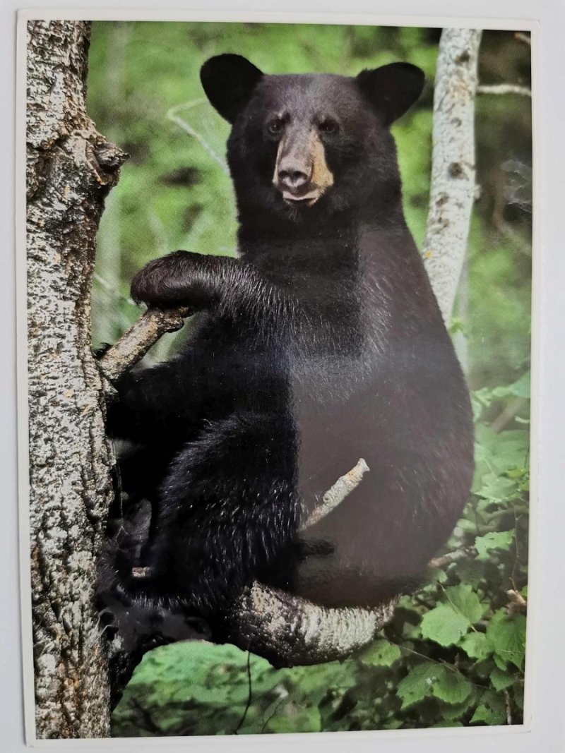 BLACK BEAR (URSUS AMERICANUS) SIEDZĄCY NA DRZEWIE FOT. DANIEL J. COX