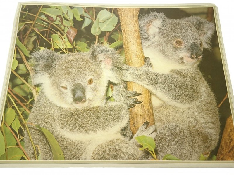 PLAKAT 30.5x24 MISIE KOALA - PARA