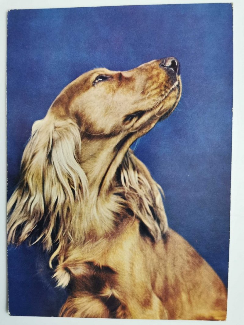 GAWEŁ. COCKER SPANIEL FOT. BILIŃSKI