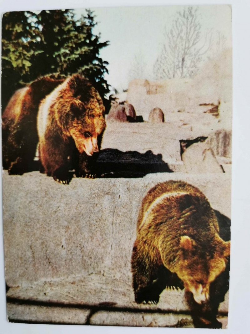 NIEDŹWIEDZIE BRUNATNE. URSUS ARCTOS FOT. PAWLAK