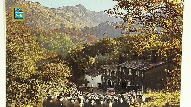 DRIVING SHEEP, SEATOLLER, BORROWDALE