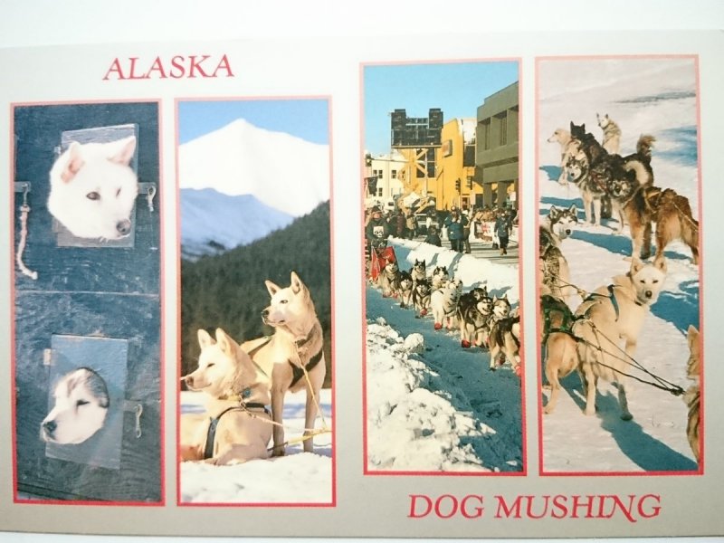 ALASKA. DOG MUSHING