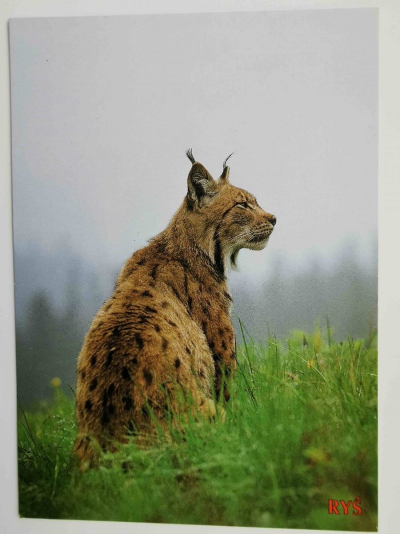 ZWIERZĘTA TATR. RYŚ FELIS LYNX FOT. MIHAL