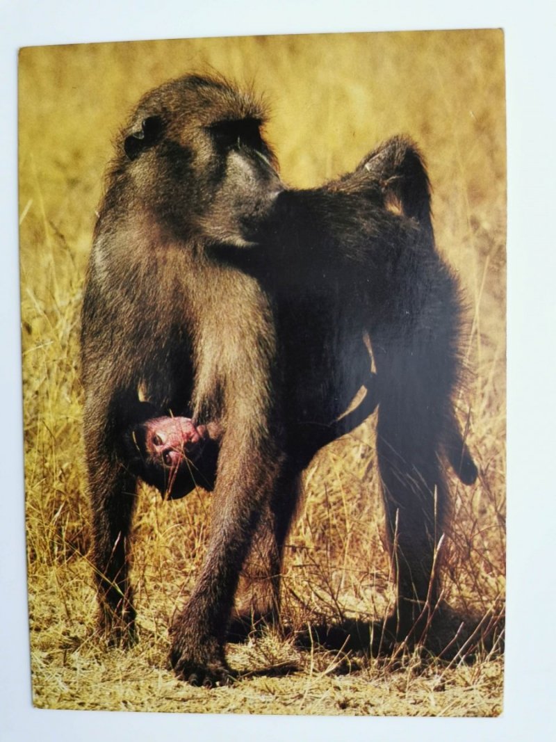 CHACMA BABOON. SOUTHERN AFRICA
