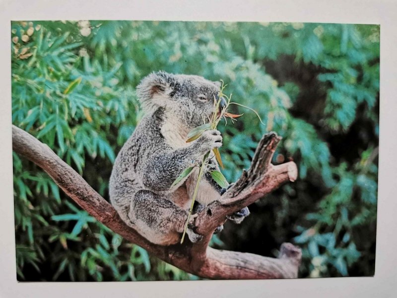 KOALA. AUSTRALIAN NATIVE BEAR