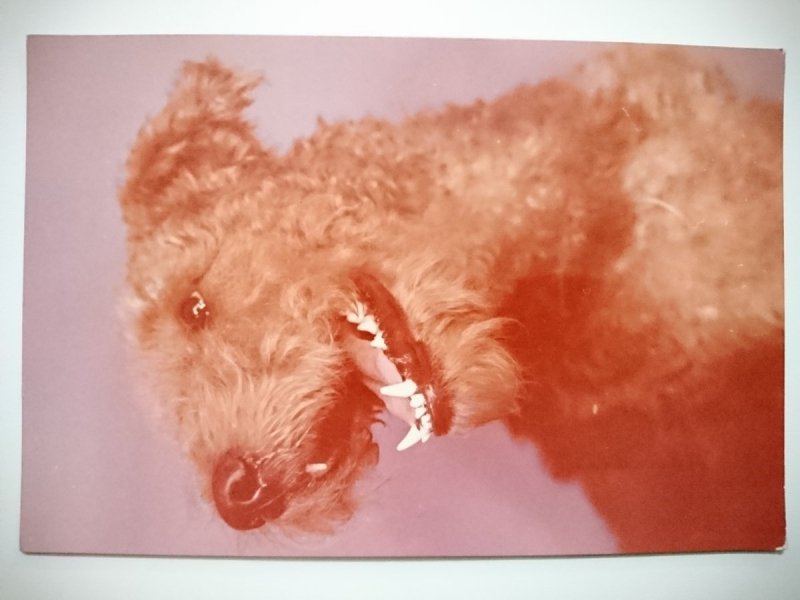 AIREDALE TERRIER. BEN FOT. BILIŃSKI