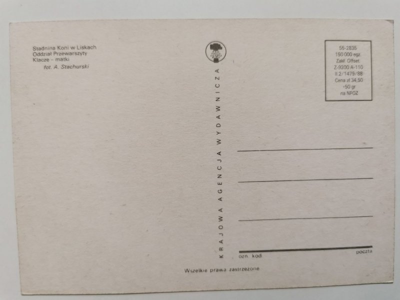STADNINA KONI W LISKACH. ODDZIAŁ PRZEWARSZYTY. KLACZE – MATKI FOT. STACHURSKI