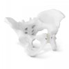 Miednica żeńska - model anatomiczny PHYSA 10040248 PHY-PM-1