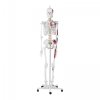 Szkielet człowieka - model anatomiczny - 180 cm PHYSA 10040238 PHY-SK-2