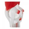 Staw kolanowy - model anatomiczny PHYSA 10040313 PHY-KJ-2