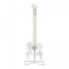 Kręgosłup z miednicą męską - 86 cm - model anatomiczny PHYSA 10040241 PHY-SM-1