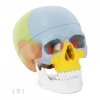 Czaszka człowieka - model anatomiczny - kolorowy physa 10040239 PHY-SK-3